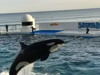 オーシャンの写真・動画_image_323169