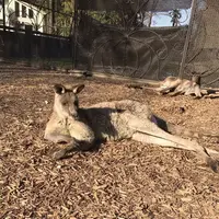 アニマルワンダーリゾウト（市原ぞうの国）の写真・動画_image_323172