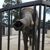 アニマルワンダーリゾウト（市原ぞうの国）の写真・動画_image_323173