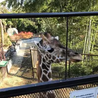 アニマルワンダーリゾウト（市原ぞうの国）の写真・動画_image_323174