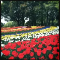 木曽三川公園の写真・動画_image_323335