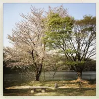 長成池の写真・動画_image_323535