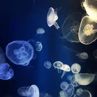 鴨川シーワールドの写真・動画_image_323672
