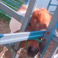 岩瀬牧場の写真・動画_image_324090