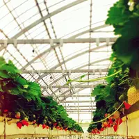 いちご畑はるの写真・動画_image_324241