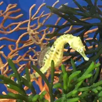 しながわ水族館の写真・動画_image_324647