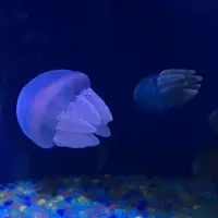 しながわ水族館の写真・動画_image_324648