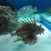 しながわ水族館の写真・動画_image_324649