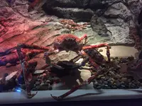 しながわ水族館の写真・動画_image_324650