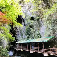 秋芳洞の写真・動画_image_324854