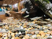 島根県立宍道湖自然館 ゴビウスの写真・動画_image_324964