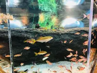 島根県立宍道湖自然館 ゴビウスの写真・動画_image_324967