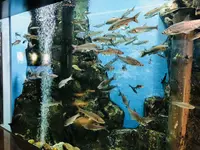 島根県立宍道湖自然館 ゴビウスの写真・動画_image_324968