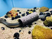 島根県立宍道湖自然館 ゴビウスの写真・動画_image_324970