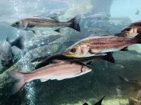 島根県立宍道湖自然館 ゴビウスの写真・動画_image_324971
