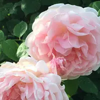 花フェスタ記念公園の写真・動画_image_325149