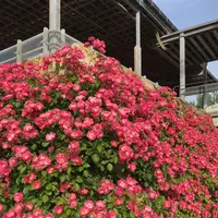 花フェスタ記念公園の写真・動画_image_325154