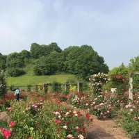 花フェスタ記念公園の写真・動画_image_325158