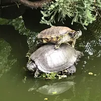 江の島の写真・動画_image_325165
