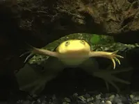 熱川バナナワニ園の写真・動画_image_325530