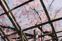 平安神宮の写真・動画_image_325620