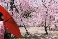 平安神宮の写真・動画_image_325621