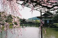 平安神宮の写真・動画_image_325622