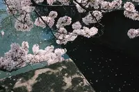 哲学の道の写真・動画_image_325629