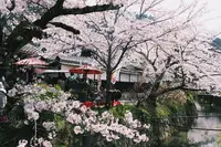 哲学の道の写真・動画_image_325630