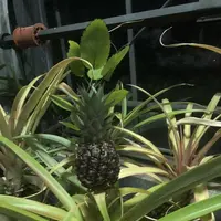 都市緑化植物園の写真・動画_image_325813