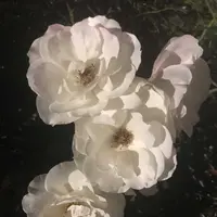 都市緑化植物園の写真・動画_image_325816
