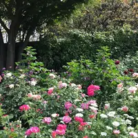 山下公園の写真・動画_image_326009