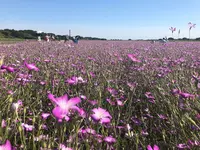ポピー・ハッピースクエアの写真・動画_image_326664