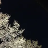 高台寺の写真・動画_image_326696