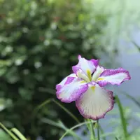 洗足池の写真・動画_image_326814