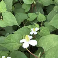 洗足池の写真・動画_image_326816