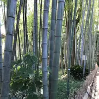 洗足池の写真・動画_image_326819
