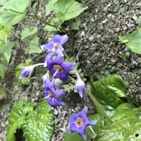 浄智寺の写真・動画_image_326998
