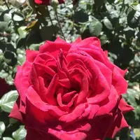鎌倉文学館の写真・動画_image_326999