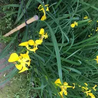 唐招提寺の写真・動画_image_327141