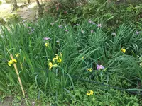 唐招提寺の写真・動画_image_327143