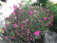 唐招提寺の写真・動画_image_327146