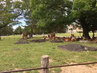 唐招提寺の写真・動画_image_327148