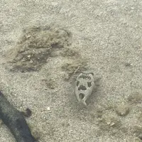 屋我地ビーチの写真・動画_image_327232