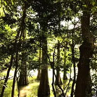 篠栗九大の森の写真・動画_image_327553