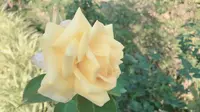 花フェスタ記念公園の写真・動画_image_330190