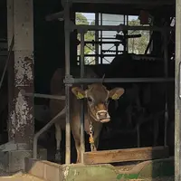 高千穂牧場の写真・動画_image_330203