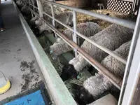 高千穂牧場の写真・動画_image_330206