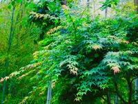 等々力渓谷の写真・動画_image_330478