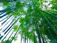 等々力渓谷の写真・動画_image_330479
